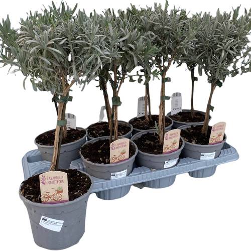 Lavendel Ang. Stamm T14 H45