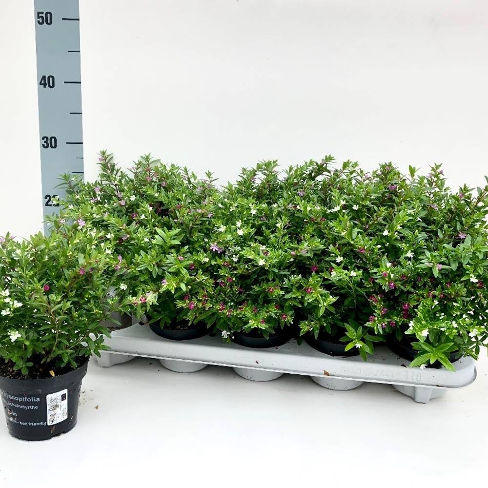 Cuphea Trio T10,5 H023