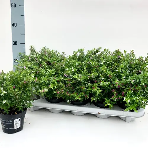 Cuphea Trio T10,5 H023