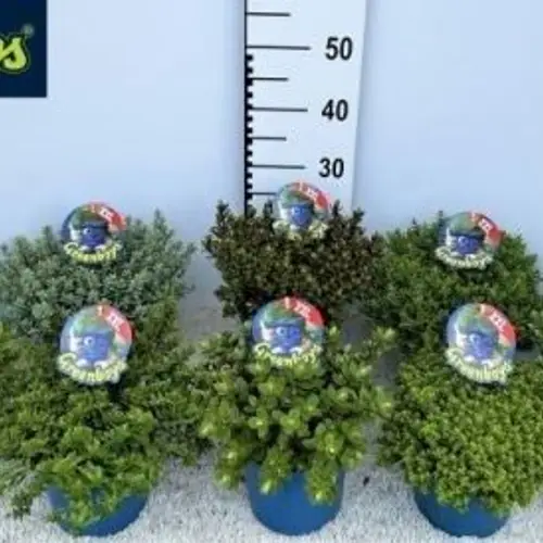 Hebe mix Armstrongii T17 H030