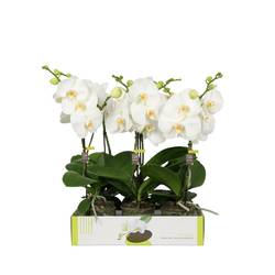 Phal.1-R weiss Big50 T12 H055