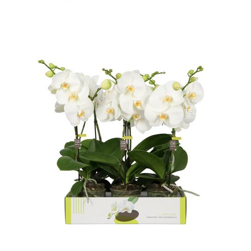 Phal.1-R weiss Big50 T12 H055