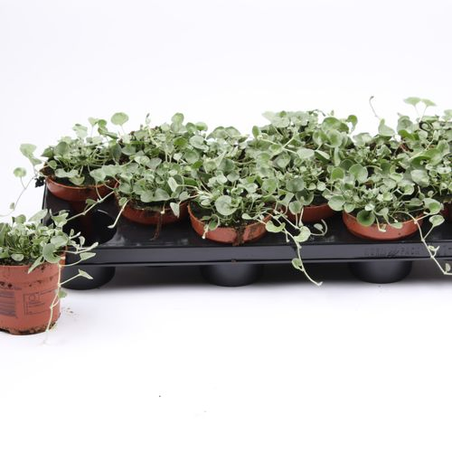 Dichondra Silver T10,5 H015