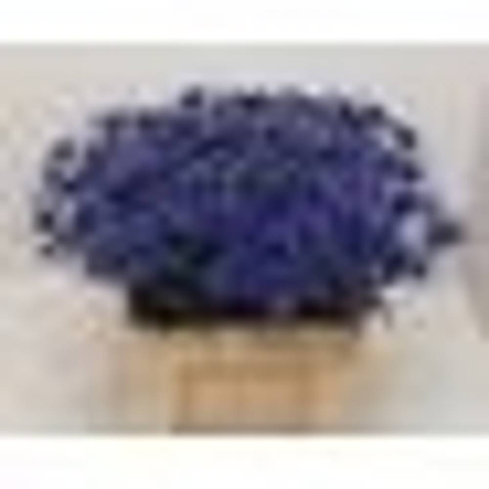 Distel dunkel blau Blue Surprise 60cm