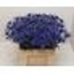 Distel dunkel blau Blue Surprise 60cm