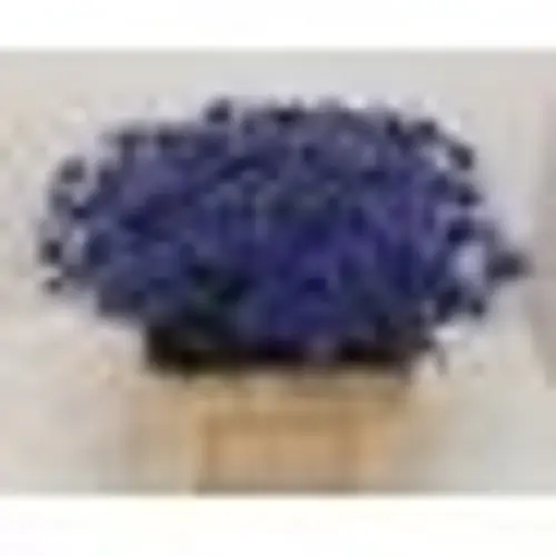 Distel dunkel blau Blue Surprise 60cm