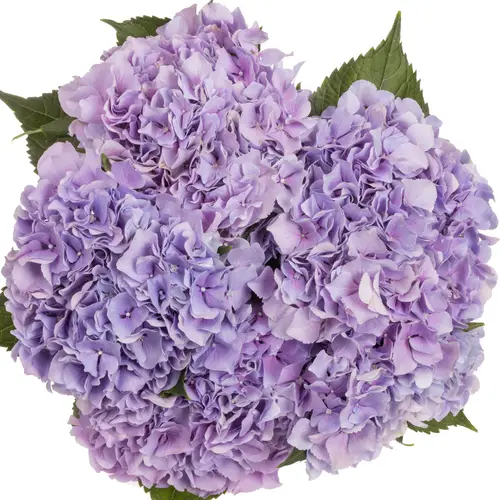 Hortensie lila Benefit Bol 18cm 70cm