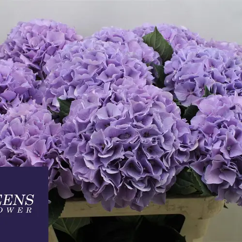Hortensie lila Benefit Bol 23-25cm 80cm