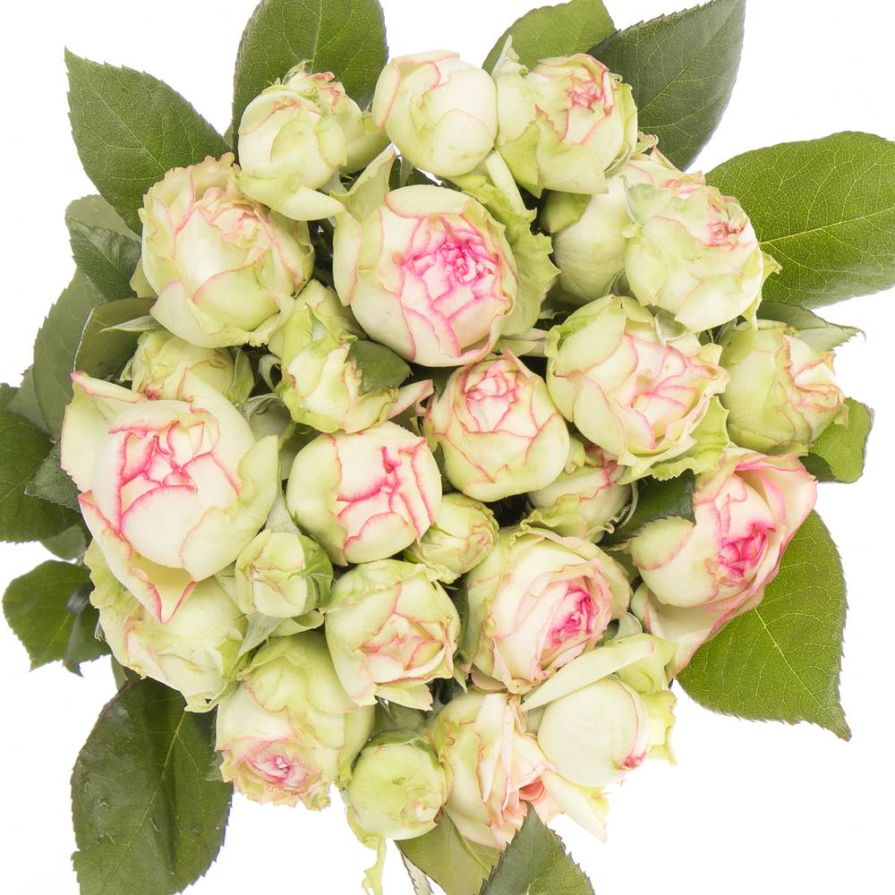 Rosa Freiland creme/dunkel rosa Biedermeier 2+Blüte 35cm