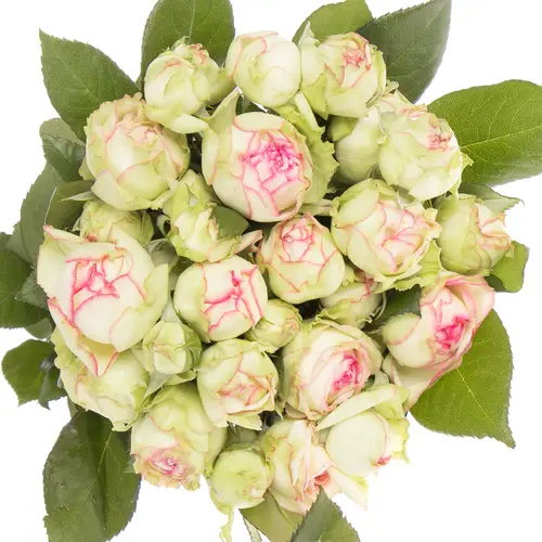 Rosa Freiland creme/dunkel rosa Biedermeier 2+Blüte 35cm