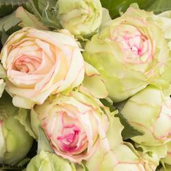 Rosa Freiland creme/dunkel rosa Biedermeier 2+Blüte 35cm