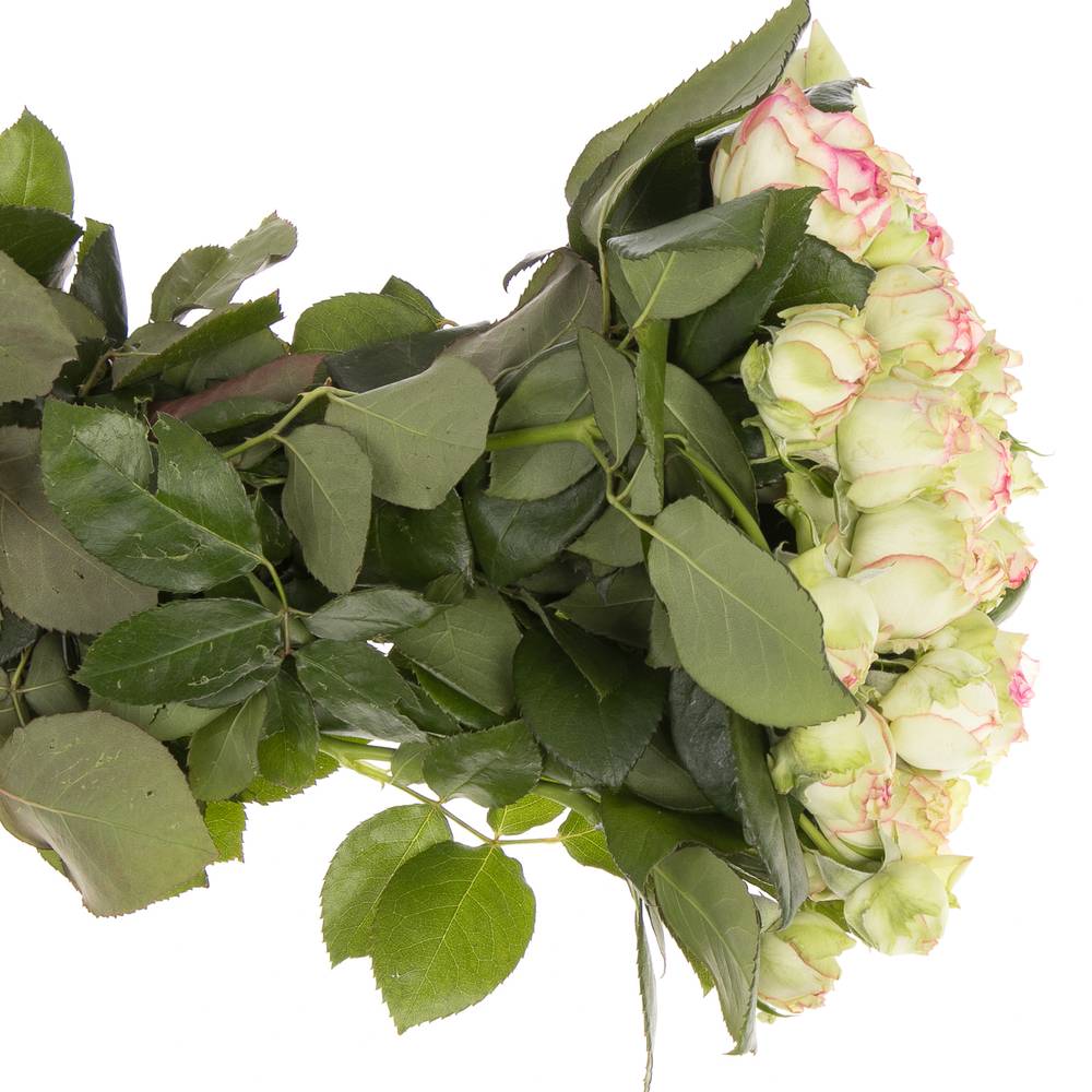 Rosa Freiland creme/dunkel rosa Biedermeier 2+Blüte 35cm