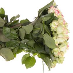 Rosa Freiland creme/dunkel rosa Biedermeier 2+Blüte 35cm