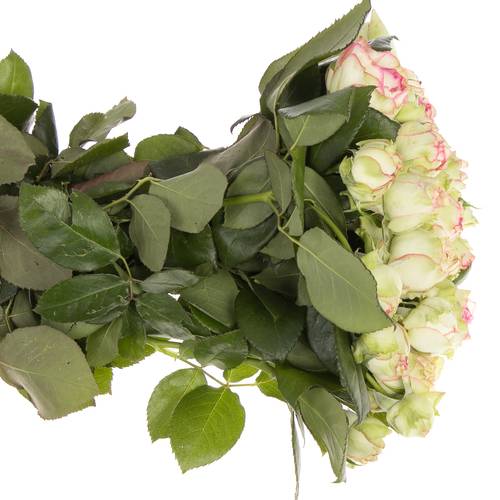 Rosa Freiland creme/dunkel rosa Biedermeier 2+Blüte 35cm