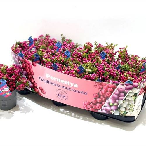 Pernettya dunkel rosa M T10,5 H015
