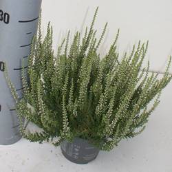 Calluna weiss GG T12 H025