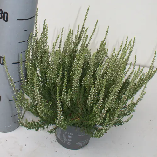 Calluna weiss GG T12 H025