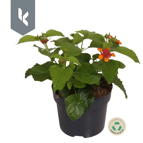 Lantana orange T12 H030