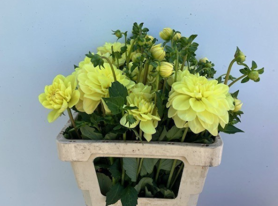 Dahlia gelb Glorie heemstede 55cm