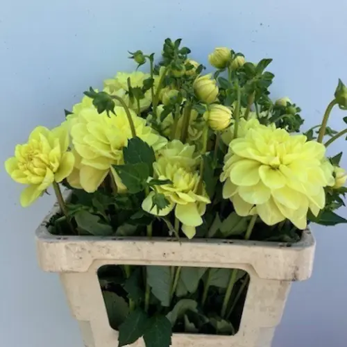Dahlia gelb Glorie heemstede 55cm