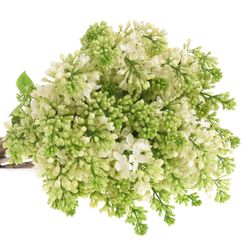 Flieder weiss Stepman 2-3 Kopf 70cm