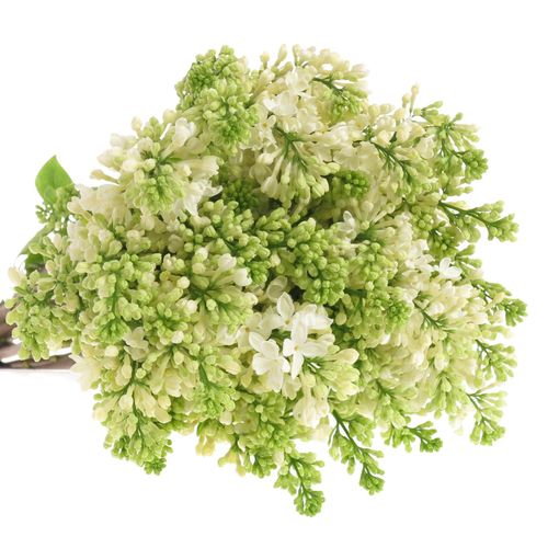 Flieder weiss Stepman 2-3 Kopf 70cm