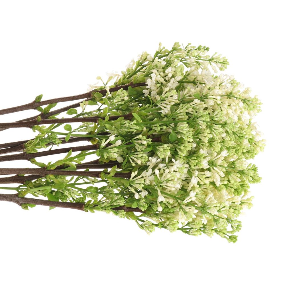 Flieder weiss Stepman 2-3 Kopf 70cm