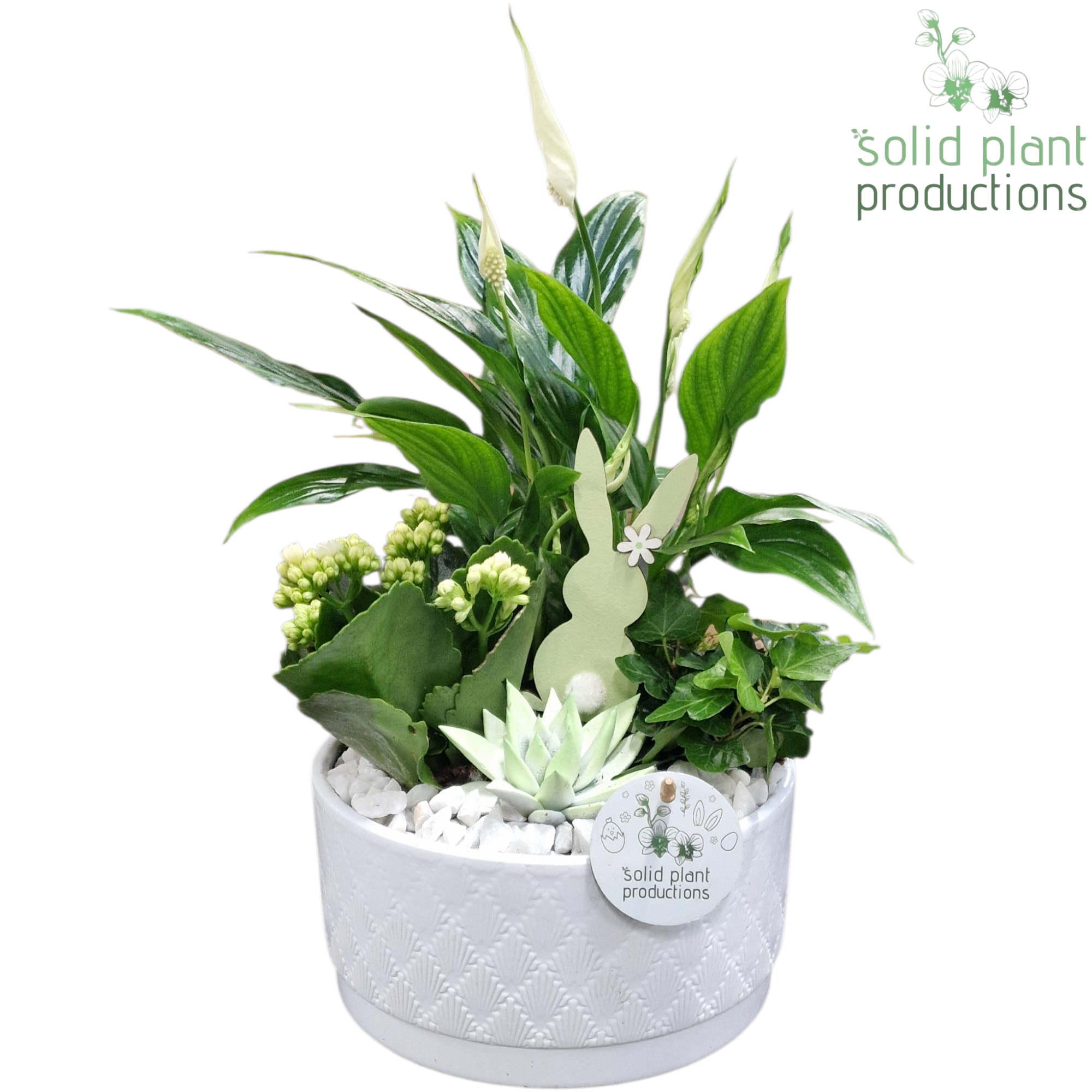 Spath.Arr SE003 WE Loes weiss Ostern T18 H038