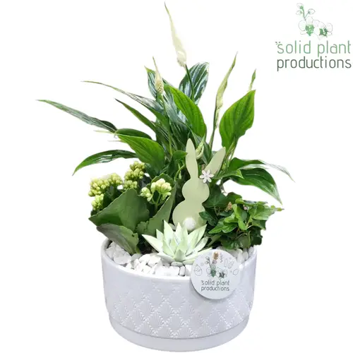 Spath.Arr SE003 WE Loes weiss Ostern T18 H038