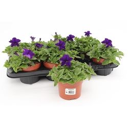 Petunia Dark Blue T13 H025