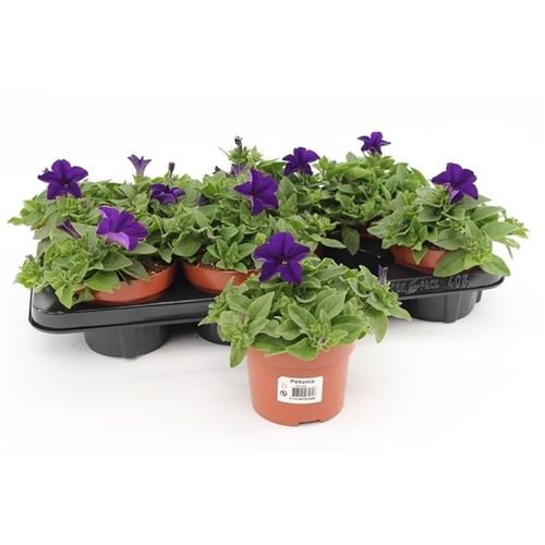 Petunia Dark Blue T13 H025