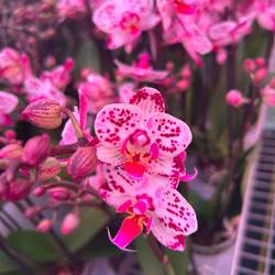 Phal.2-R rosa Exclusief T09 H040