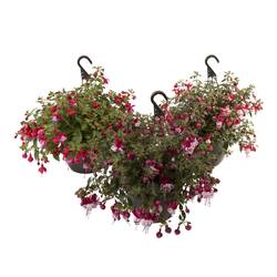 Fuchsia mix Ampel T21 H030