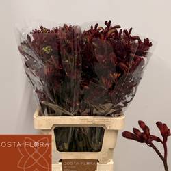 Kangeroo weinrot Bindi 70cm
