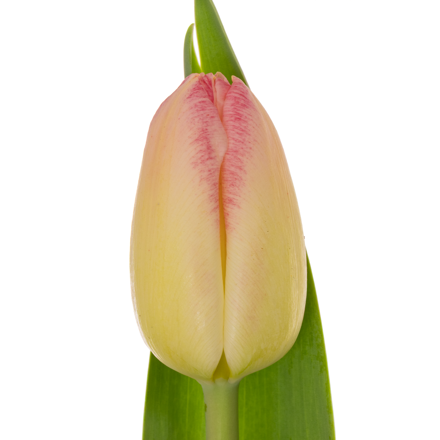 Tulpe rosa Pulitzer 34 Gramm