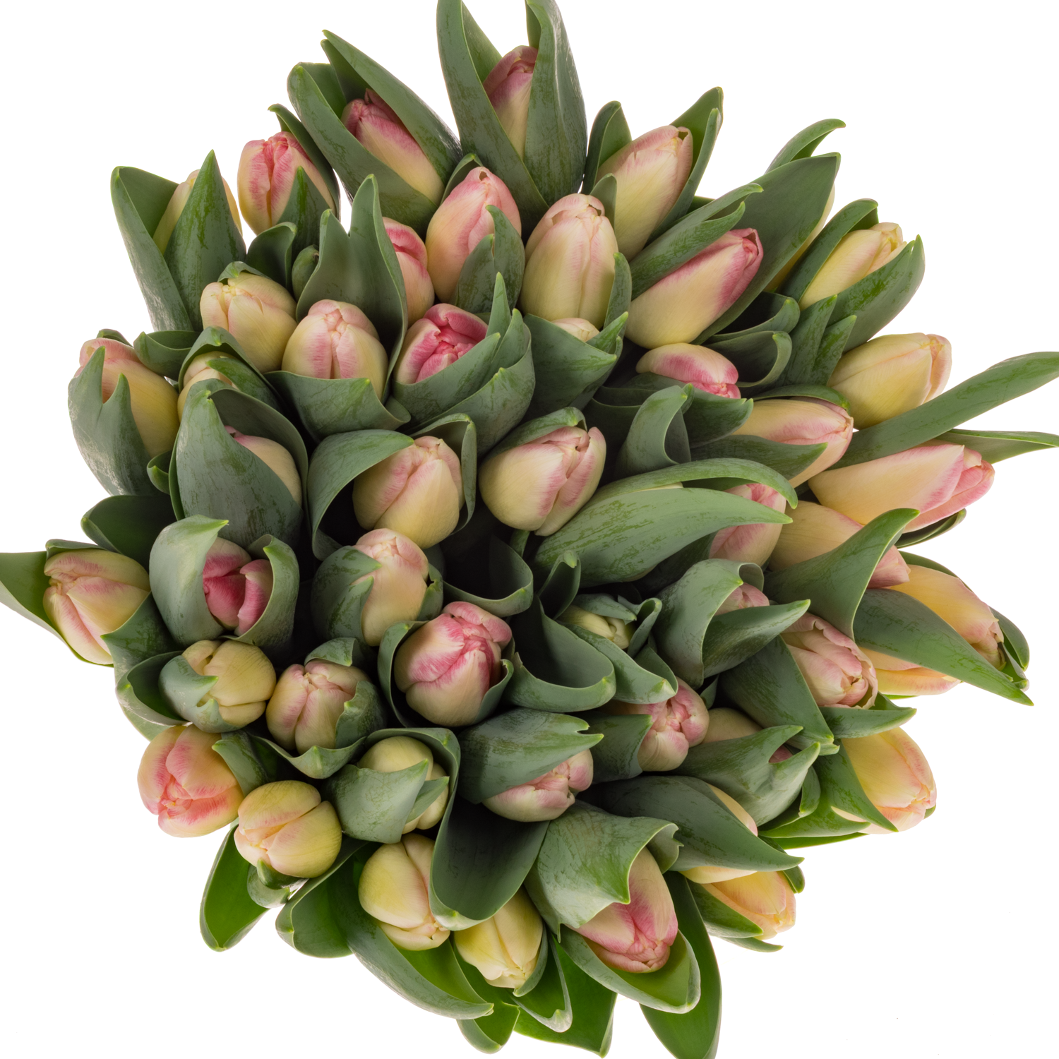 Tulpe rosa Pulitzer 36 Gramm