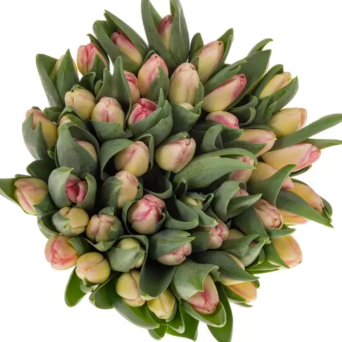 Tulpe rosa Pulitzer 34 Gramm