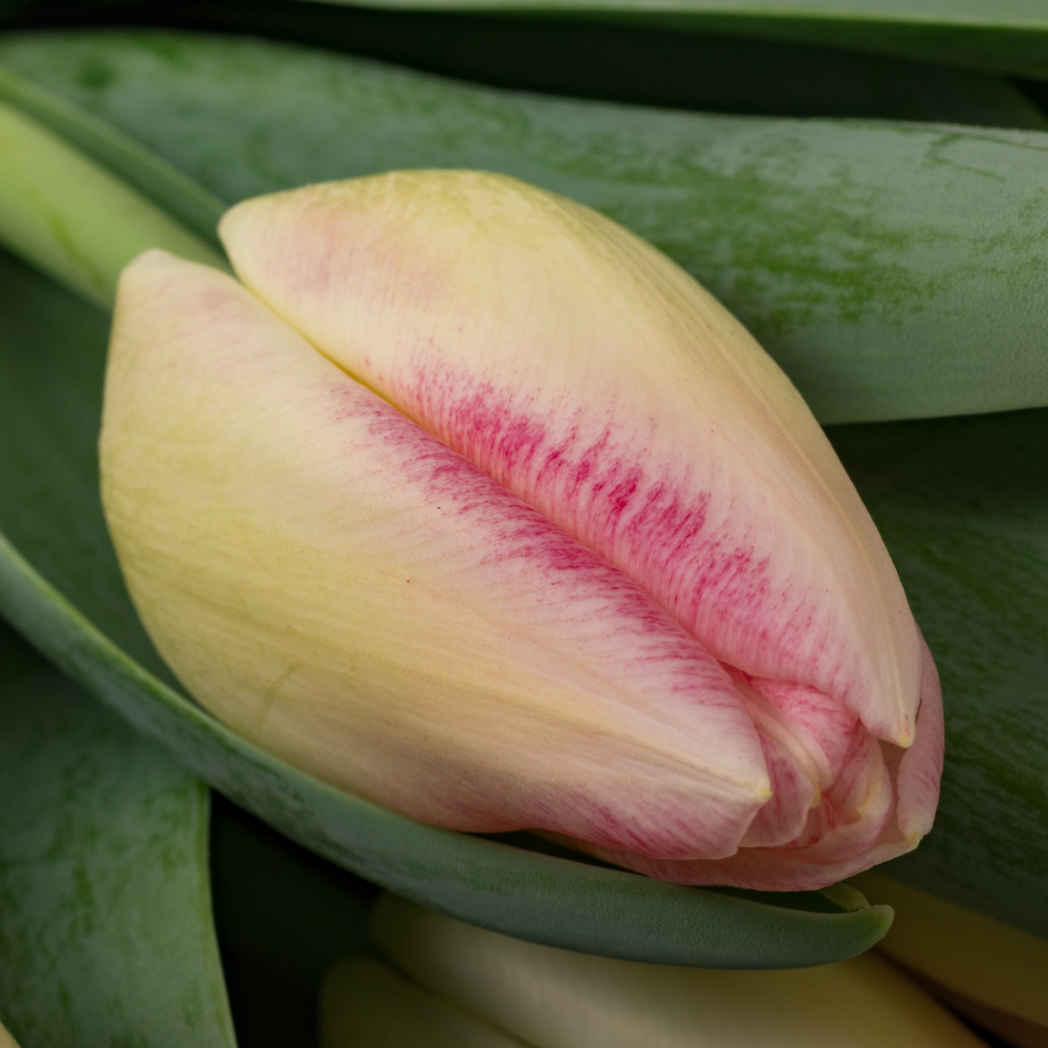 Tulpe rosa Pulitzer 34 Gramm