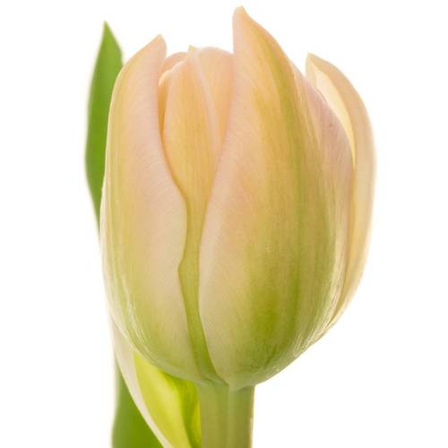 Tulpe rosa doppel Pink Mist 36 Gramm