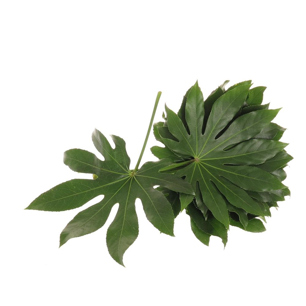Aralia grün 25cm Mini
