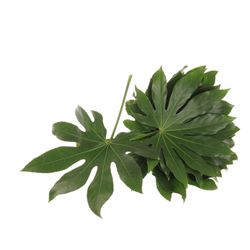 Aralia grün 25cm Mini