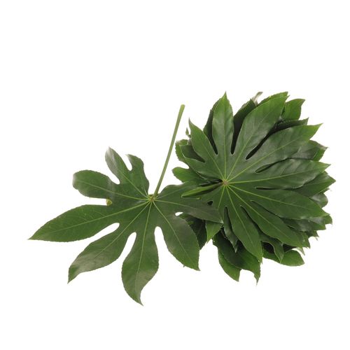 Aralia grün 25cm Mini