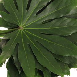 Aralia grün 25cm Mini