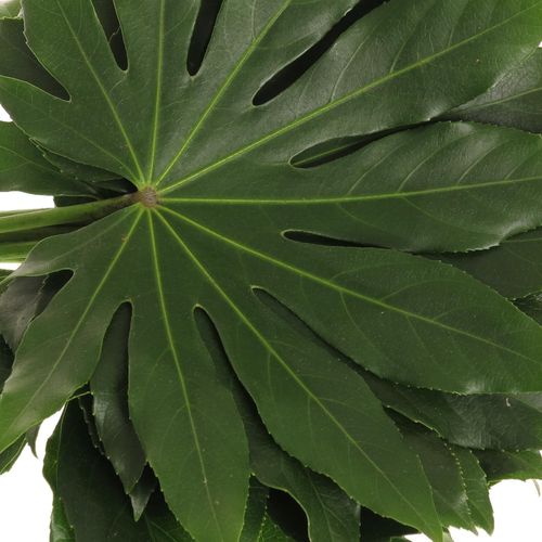 Aralia grün 25cm Mini