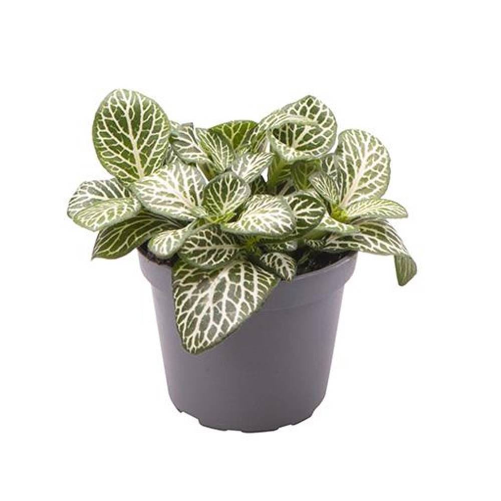 Fittonia Verschaffeltii weiss T06 H010
