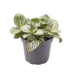 Fittonia Verschaffeltii weiss T06 H010