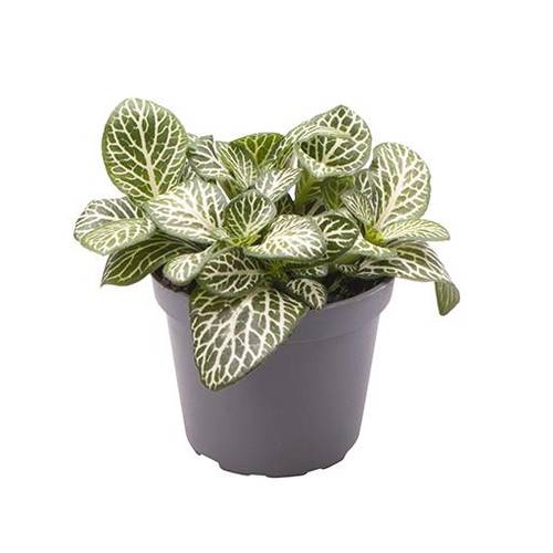 Fittonia Verschaffeltii weiss T06 H010
