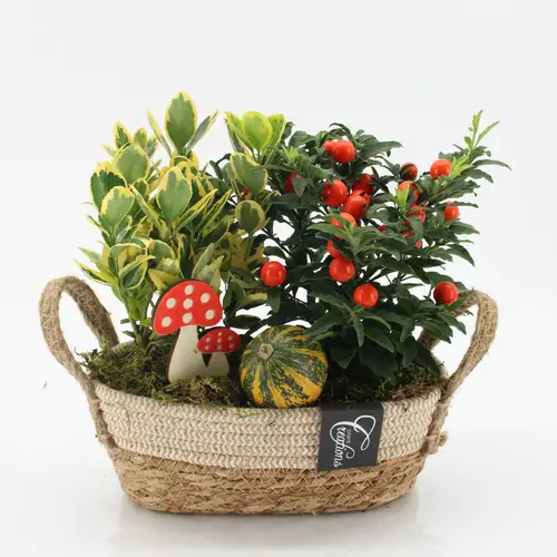 Garten.Arr-2507 Herbst T24 H025