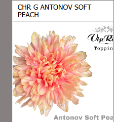 Chrys.Deko orange-apricot Soft Peach  Antonov gefärbt