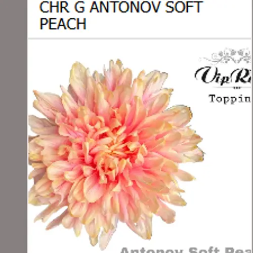 Chrys.Deko orange-apricot Soft Peach  Antonov gefärbt